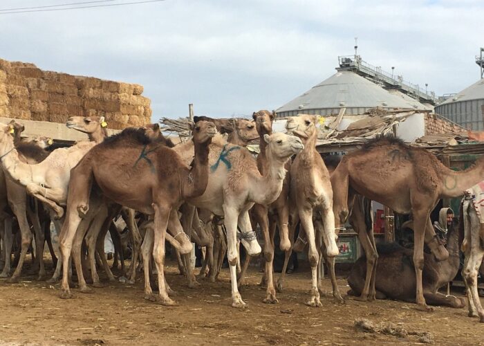 Camel Market of Birqash